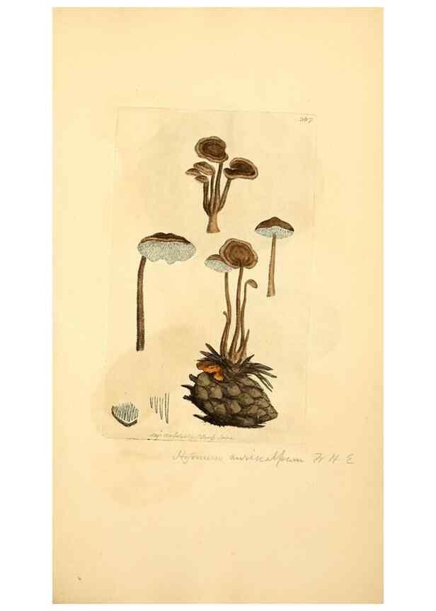 Reproducción/Reproduction 8230525540: Coloured figures of English fungi or mushrooms.. London,Printed by J. Davis,1797-[1809]