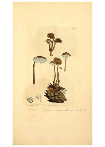 Reproducción/Reproduction 8230525540: Coloured figures of English fungi or mushrooms.. London,Printed by J. Davis,1797-[1809]