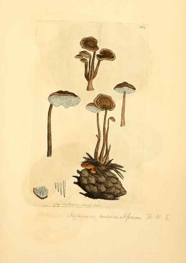 Reproducción/Reproduction 8230525540: Coloured figures of English fungi or mushrooms.. London,Printed by J. Davis,1797-[1809]