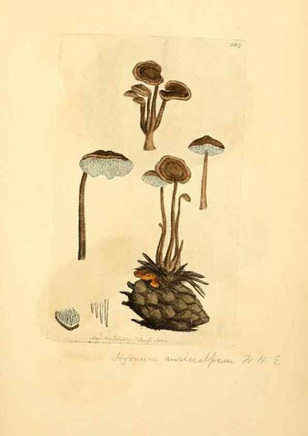 Reproducción/Reproduction 8230525540: Coloured figures of English fungi or mushrooms.. London,Printed by J. Davis,1797-[1809]