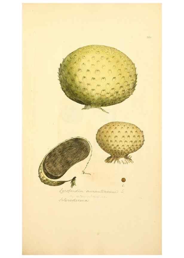 Reproducción/Reproduction 8230526140: Coloured figures of English fungi or mushrooms.. London,Printed by J. Davis,1797-[1809]