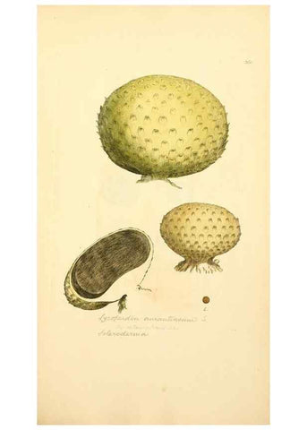 Reproducción/Reproduction 8230526140: Coloured figures of English fungi or mushrooms.. London,Printed by J. Davis,1797-[1809]