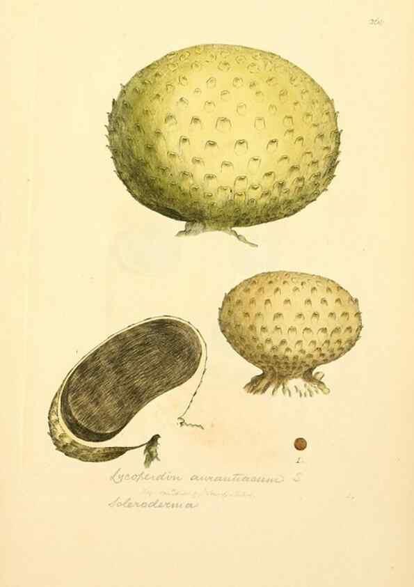 Reproducción/Reproduction 8230526140: Coloured figures of English fungi or mushrooms.. London,Printed by J. Davis,1797-[1809]