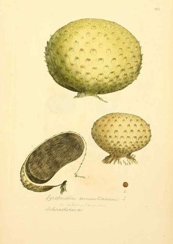 Reproducción/Reproduction 8230526140: Coloured figures of English fungi or mushrooms.. London,Printed by J. Davis,1797-[1809]