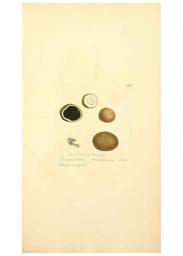 Reproducción/Reproduction 8229461417: Coloured figures of English fungi or mushrooms.. London,Printed by J. Davis,1797-[1809]