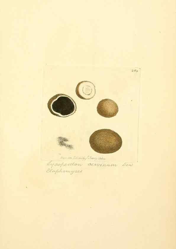 Reproducción/Reproduction 8229461417: Coloured figures of English fungi or mushrooms.. London,Printed by J. Davis,1797-[1809]