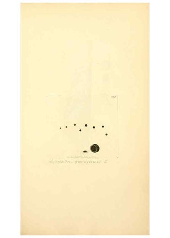 Reproducción/Reproduction 8230527232: Coloured figures of English fungi or mushrooms.. London,Printed by J. Davis,1797-[1809]
