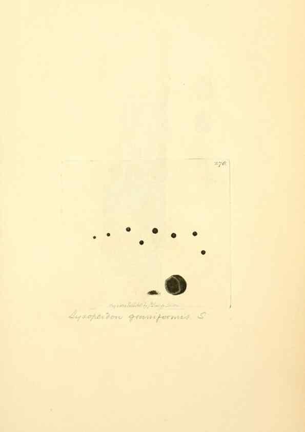 Reproducción/Reproduction 8230527232: Coloured figures of English fungi or mushrooms.. London,Printed by J. Davis,1797-[1809]