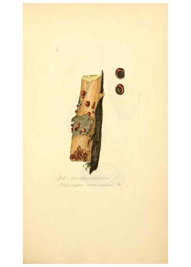Reproducción/Reproduction 8230527754: Coloured figures of English fungi or mushrooms.. London,Printed by J. Davis,1797-[1809]