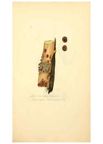Reproducción/Reproduction 8230527754: Coloured figures of English fungi or mushrooms.. London,Printed by J. Davis,1797-[1809]