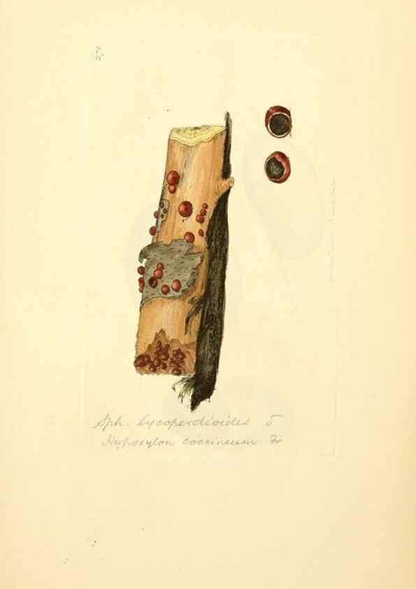 Reproducción/Reproduction 8230527754: Coloured figures of English fungi or mushrooms.. London,Printed by J. Davis,1797-[1809]