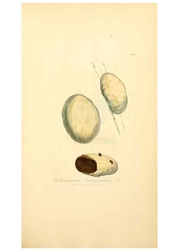 Reproducción/Reproduction 8229463093: Coloured figures of English fungi or mushrooms.. London,Printed by J. Davis,1797-[1809]
