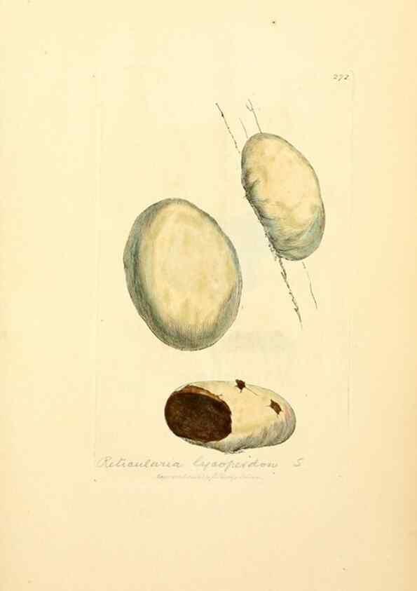Reproducción/Reproduction 8229463093: Coloured figures of English fungi or mushrooms.. London,Printed by J. Davis,1797-[1809]
