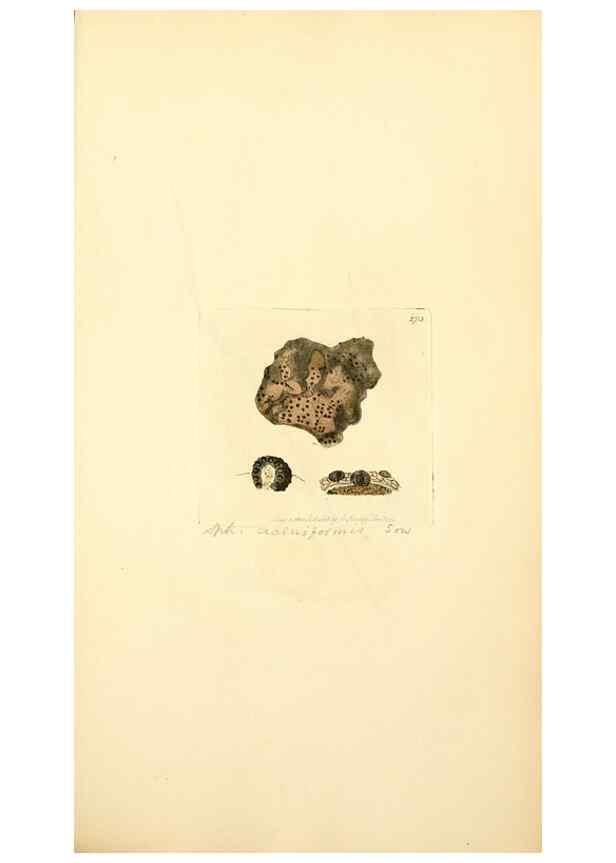 Reproducción/Reproduction 8230529006: Coloured figures of English fungi or mushrooms.. London,Printed by J. Davis,1797-[1809]