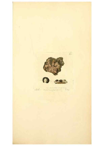 Reproducción/Reproduction 8230529006: Coloured figures of English fungi or mushrooms.. London,Printed by J. Davis,1797-[1809]