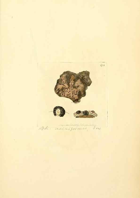 Reproducción/Reproduction 8230529006: Coloured figures of English fungi or mushrooms.. London,Printed by J. Davis,1797-[1809]