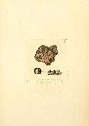 Reproducción/Reproduction 8230529006: Coloured figures of English fungi or mushrooms.. London,Printed by J. Davis,1797-[1809]