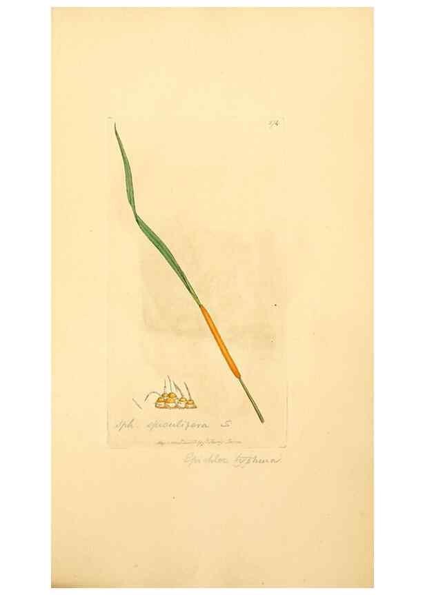 Reproducción/Reproduction 8230529648: Coloured figures of English fungi or mushrooms.. London,Printed by J. Davis,1797-[1809]