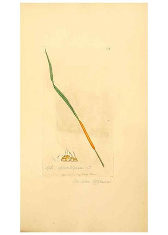 Reproducción/Reproduction 8230529648: Coloured figures of English fungi or mushrooms.. London,Printed by J. Davis,1797-[1809]