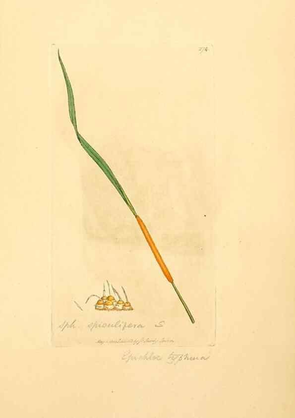 Reproducción/Reproduction 8230529648: Coloured figures of English fungi or mushrooms.. London,Printed by J. Davis,1797-[1809]