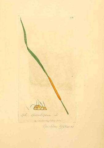 Reproducción/Reproduction 8230529648: Coloured figures of English fungi or mushrooms.. London,Printed by J. Davis,1797-[1809]