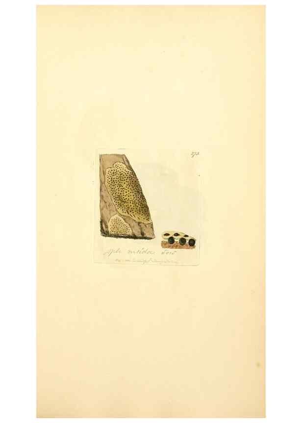 Reproducción/Reproduction 8229465331: Coloured figures of English fungi or mushrooms.. London,Printed by J. Davis,1797-[1809]