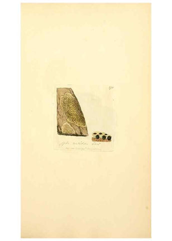 Reproducción/Reproduction 8229465331: Coloured figures of English fungi or mushrooms.. London,Printed by J. Davis,1797-[1809]
