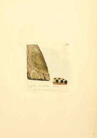 Reproducción/Reproduction 8229465331: Coloured figures of English fungi or mushrooms.. London,Printed by J. Davis,1797-[1809]