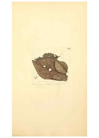 Reproducción/Reproduction 8230531012: Coloured figures of English fungi or mushrooms.. London,Printed by J. Davis,1797-[1809]