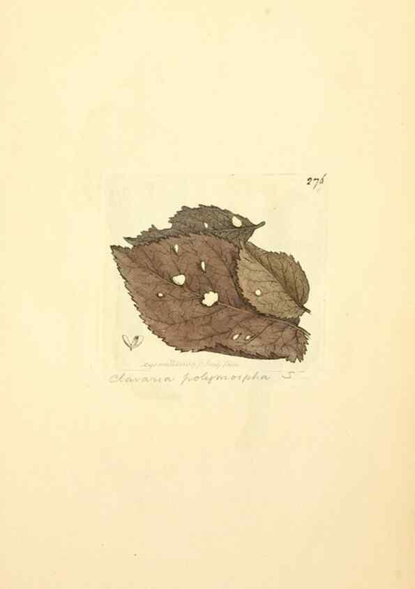 Reproducción/Reproduction 8230531012: Coloured figures of English fungi or mushrooms.. London,Printed by J. Davis,1797-[1809]