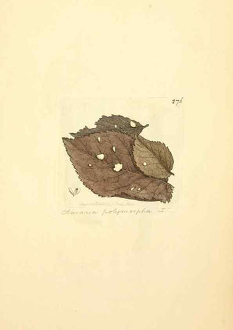 Reproducción/Reproduction 8230531012: Coloured figures of English fungi or mushrooms.. London,Printed by J. Davis,1797-[1809]
