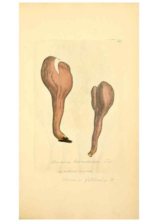Reproducción/Reproduction 8229466801: Coloured figures of English fungi or mushrooms.. London,Printed by J. Davis,1797-[1809]