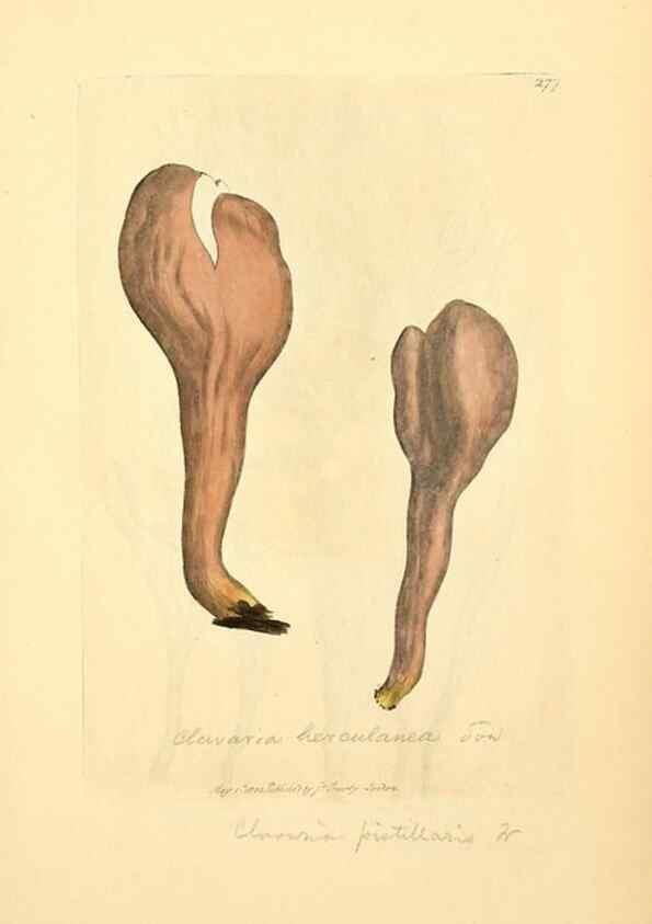 Reproducción/Reproduction 8229466801: Coloured figures of English fungi or mushrooms.. London,Printed by J. Davis,1797-[1809]