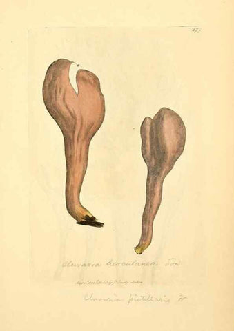 Reproducción/Reproduction 8229466801: Coloured figures of English fungi or mushrooms.. London,Printed by J. Davis,1797-[1809]