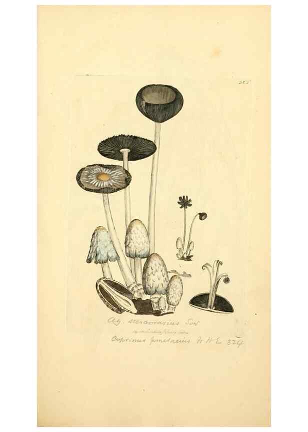 Reproducción/Reproduction 8230522410: Coloured figures of English fungi or mushrooms.. London,Printed by J. Davis,1797-[1809]