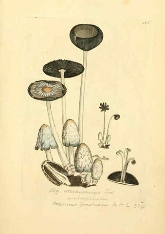 Reproducción/Reproduction 8230522410: Coloured figures of English fungi or mushrooms.. London,Printed by J. Davis,1797-[1809]