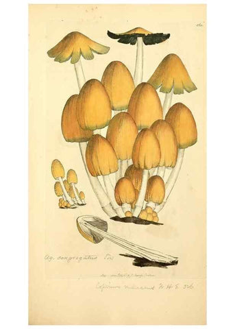Reproducción/Reproduction 8230521732: Coloured figures of English fungi or mushrooms.. London,Printed by J. Davis,1797-[1809]