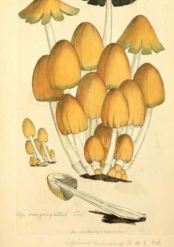 Reproducción/Reproduction 8230521732: Coloured figures of English fungi or mushrooms.. London,Printed by J. Davis,1797-[1809]