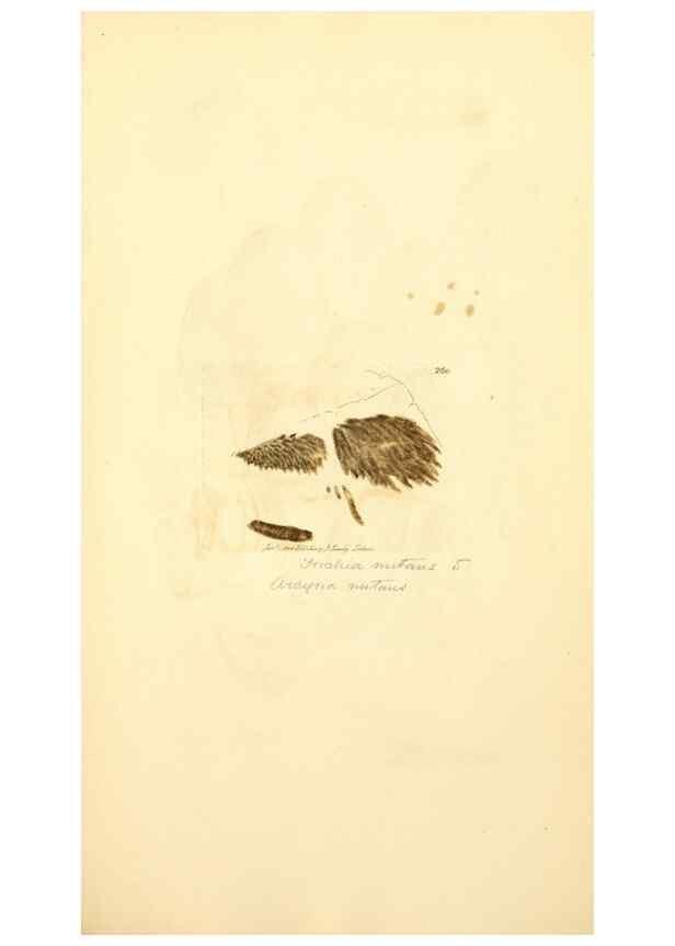 Reproducción/Reproduction 8230520976: Coloured figures of English fungi or mushrooms.. London,Printed by J. Davis,1797-[1809]
