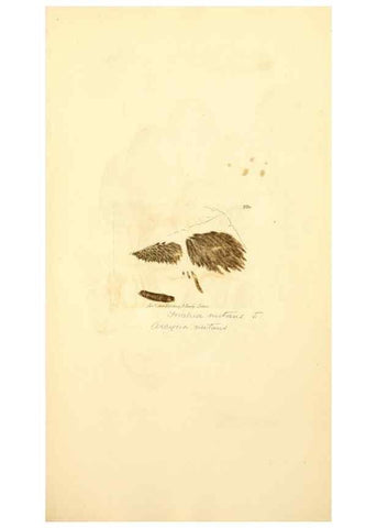 Reproducción/Reproduction 8230520976: Coloured figures of English fungi or mushrooms.. London,Printed by J. Davis,1797-[1809]
