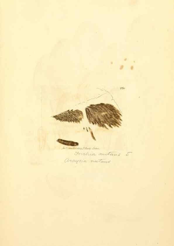 Reproducción/Reproduction 8230520976: Coloured figures of English fungi or mushrooms.. London,Printed by J. Davis,1797-[1809]