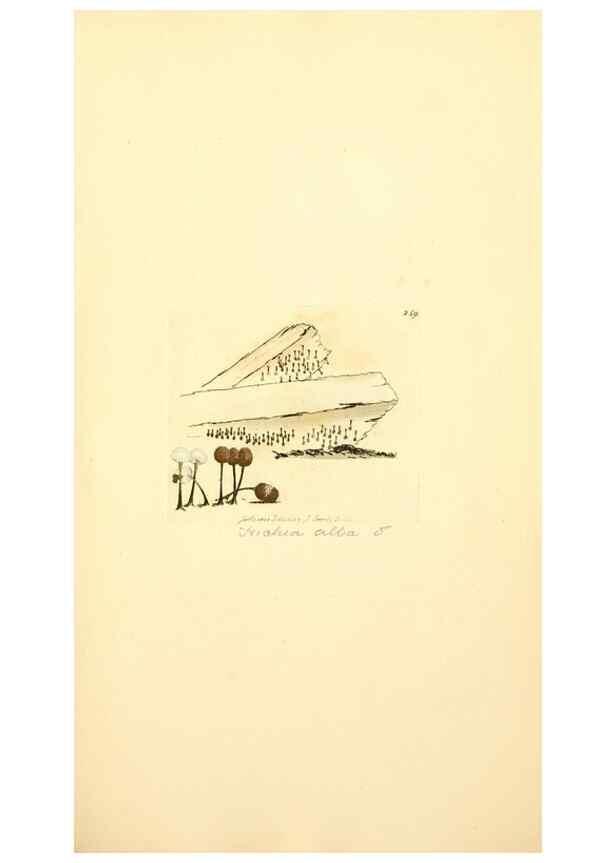 Reproducción/Reproduction 8229455427: Coloured figures of English fungi or mushrooms.. London,Printed by J. Davis,1797-[1809]