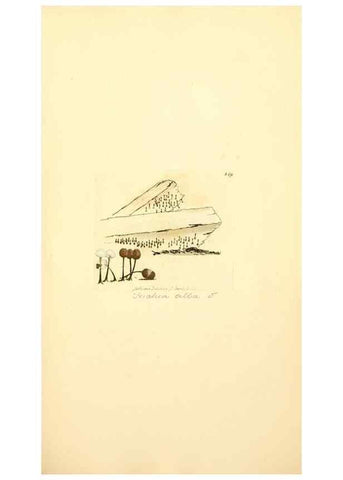 Reproducción/Reproduction 8229455427: Coloured figures of English fungi or mushrooms.. London,Printed by J. Davis,1797-[1809]