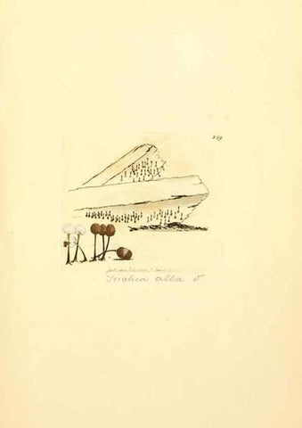 Reproducción/Reproduction 8229455427: Coloured figures of English fungi or mushrooms.. London,Printed by J. Davis,1797-[1809]