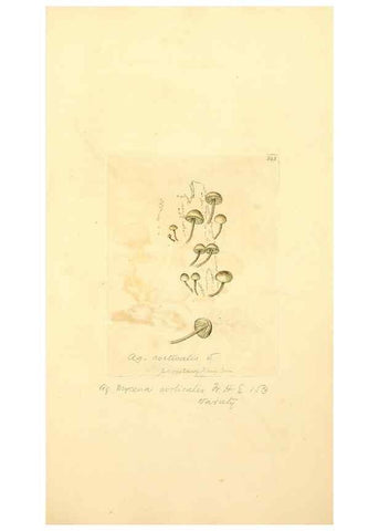 Reproducción/Reproduction 8230512658: Coloured figures of English fungi or mushrooms.. London,Printed by J. Davis,1797-[1809]