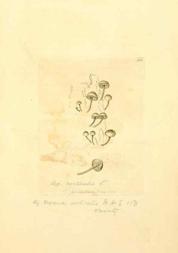 Reproducción/Reproduction 8230512658: Coloured figures of English fungi or mushrooms.. London,Printed by J. Davis,1797-[1809]