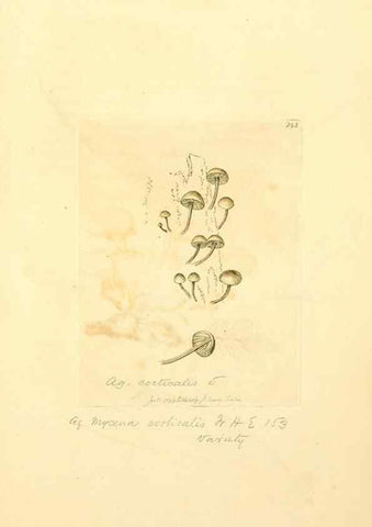 Reproducción/Reproduction 8230512658: Coloured figures of English fungi or mushrooms.. London,Printed by J. Davis,1797-[1809]