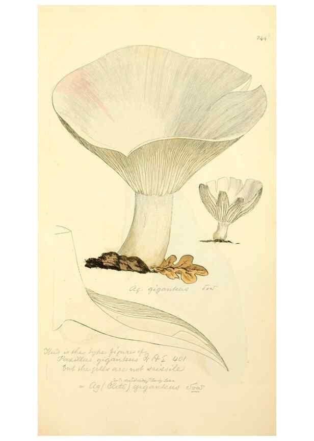 Reproducción/Reproduction 8230513234: Coloured figures of English fungi or mushrooms.. London,Printed by J. Davis,1797-[1809]