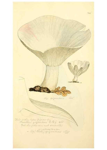 Reproducción/Reproduction 8230513234: Coloured figures of English fungi or mushrooms.. London,Printed by J. Davis,1797-[1809]