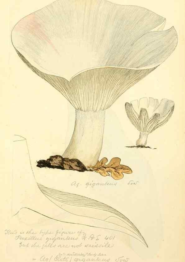 Reproducción/Reproduction 8230513234: Coloured figures of English fungi or mushrooms.. London,Printed by J. Davis,1797-[1809]
